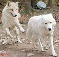 Wolves-Lakota and Vinny200.jpg